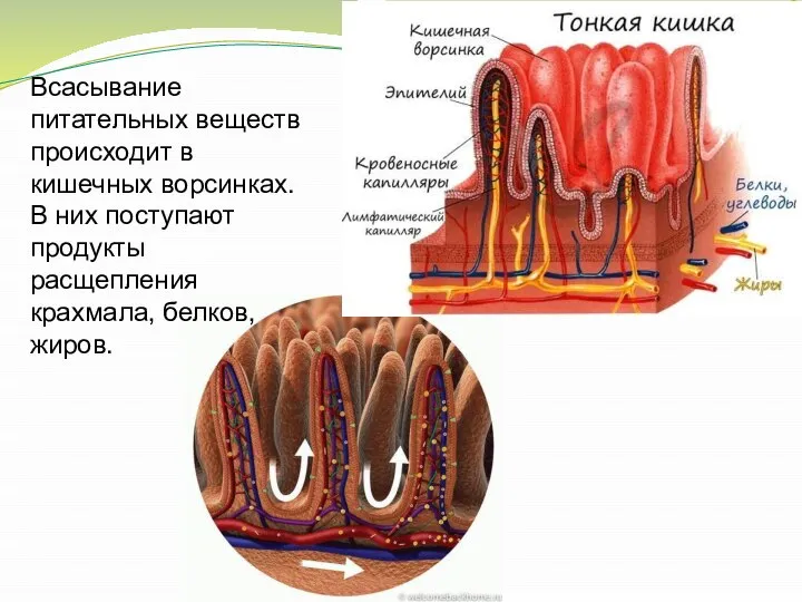 Всасывание питательных веществ происходит в кишечных ворсинках. В них поступают продукты расщепления крахмала, белков, жиров.