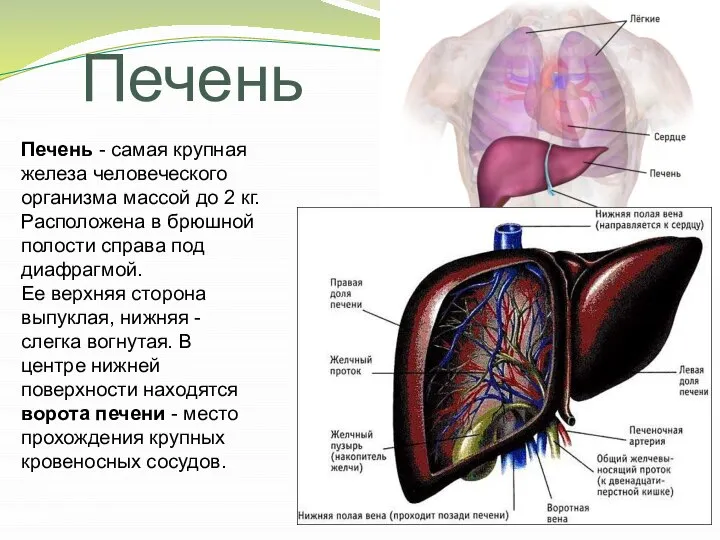 Печень - самая крупная железа человеческого организма массой до 2 кг. Расположена