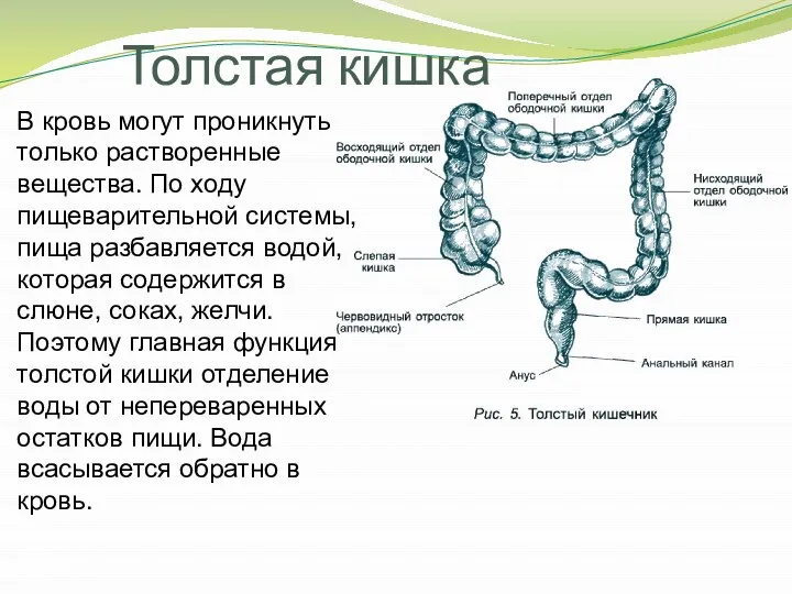 Толстая кишка В кровь могут проникнуть только растворенные вещества. По ходу пищеварительной