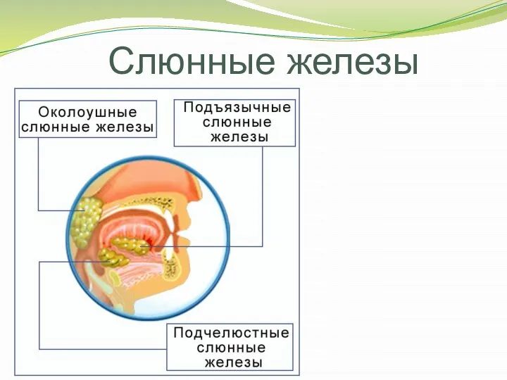 Слюнные железы