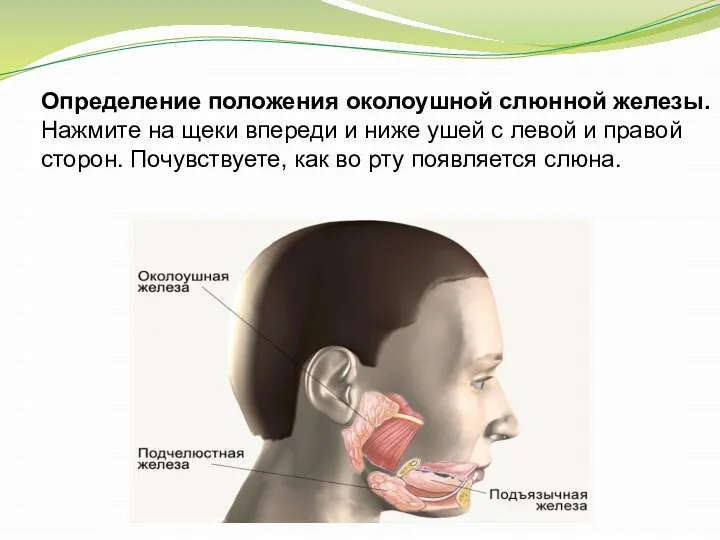Определение положения околоушной слюнной железы. Нажмите на щеки впереди и ниже ушей