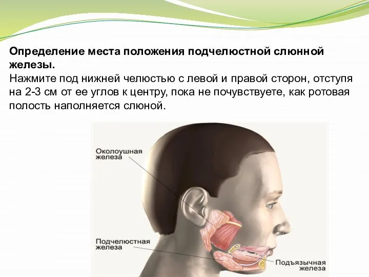 Определение места положения подчелюстной слюнной железы. Нажмите под нижней челюстью с левой