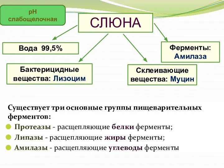 СЛЮНА Вода 99,5% Бактерицидные вещества: Лизоцим Ферменты: Амилаза Склеивающие вещества: Муцин рН