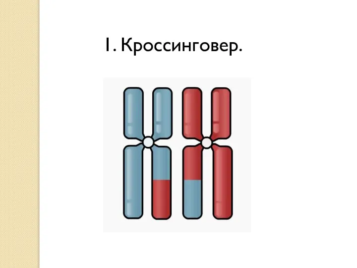 1. Кроссинговер.