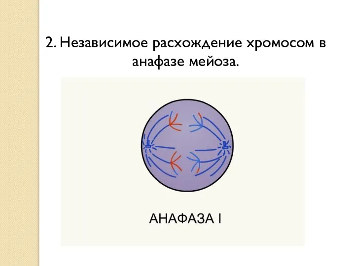 2. Независимое расхождение хромосом в анафазе мейоза.