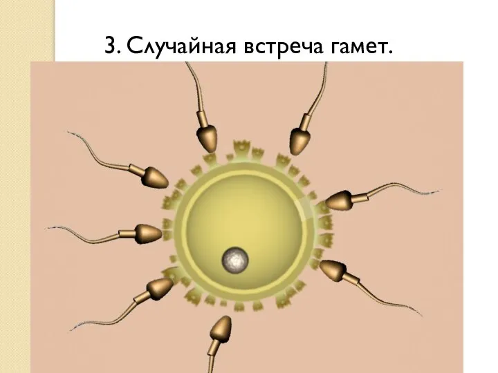 3. Случайная встреча гамет.