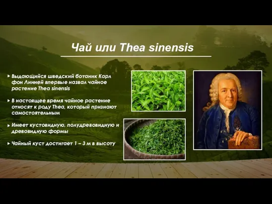 Чай или Thea sinensis Выдающийся шведский ботаник Карл фон Линней впервые назвал