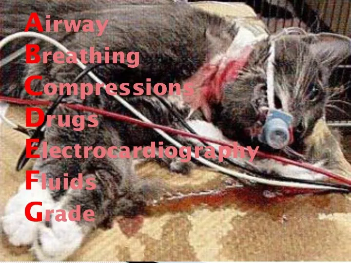 Airway Breathing Compressions Drugs Electrocardiography Fluids Grade