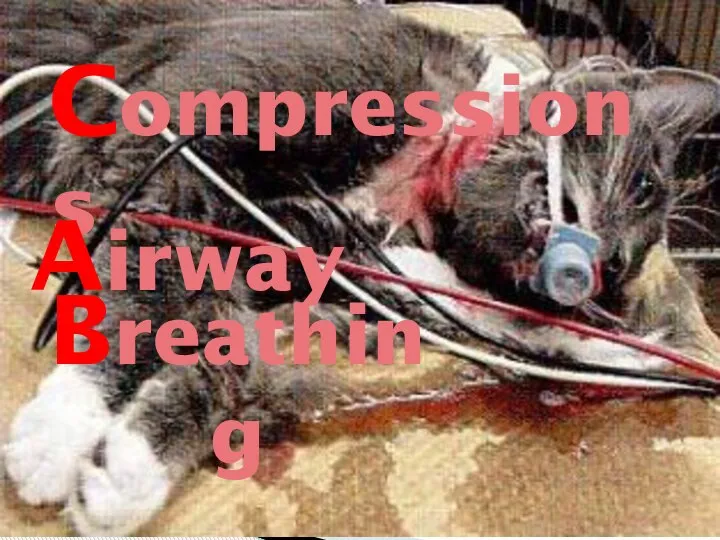 Compressions Airway Breathing