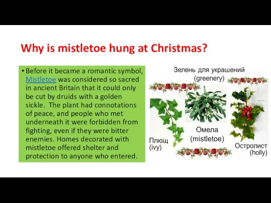 Why is mistletoe hung at Christmas? Before it became a romantic symbol,