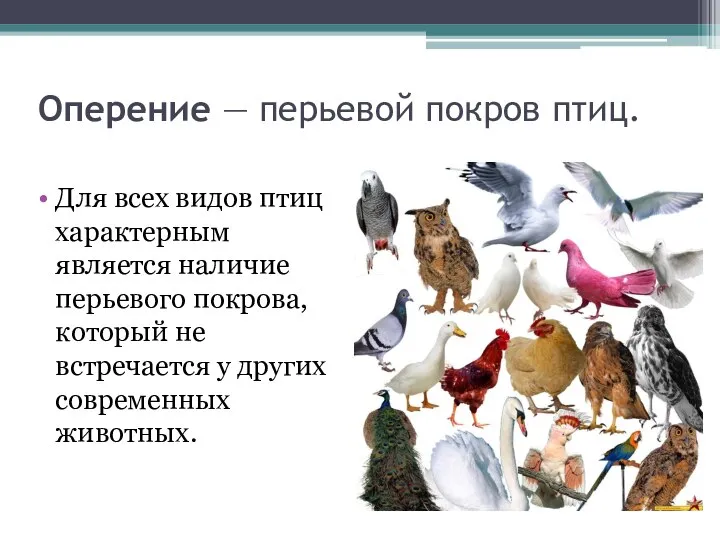 Оперение — перьевой покров птиц. Для всех видов птиц характерным является наличие