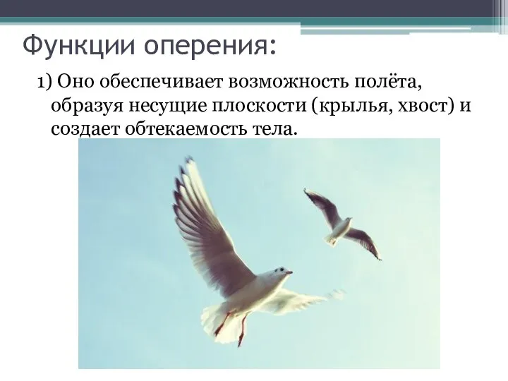 Функции оперения: 1) Оно обеспечивает возможность полёта, образуя несущие плоскости (крылья, хвост) и создает обтекаемость тела.