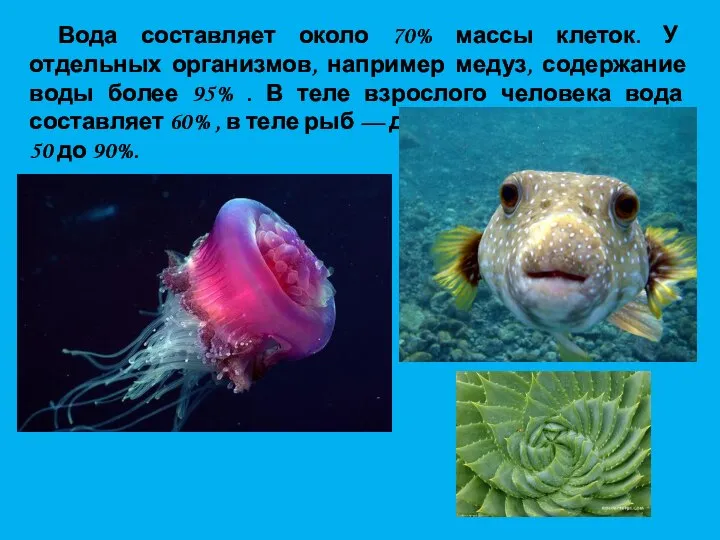 Вода составляет около 70% массы клеток. У отдельных организмов, например медуз, содержание