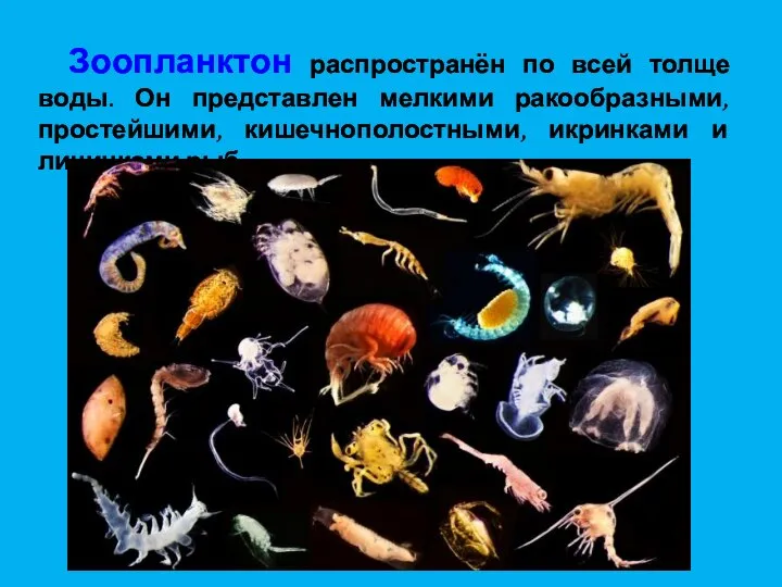 Зоопланктон распространён по всей толще воды. Он представлен мелкими ракообразными, простейшими, кишечнополостными, икринками и личинками рыб.