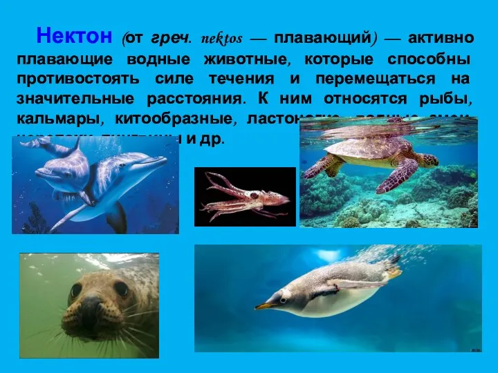 Нектон (от греч. nektos — плавающий) — активно плавающие водные животные, которые