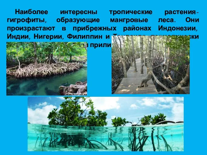 Наиболее интересны тропические растения- гигрофиты, образующие мангровые леса. Они произрастают в прибрежных