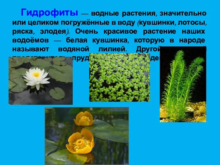 Гидрофиты — водные растения, значительно или целиком погружённые в воду (кувшинки, лотосы,