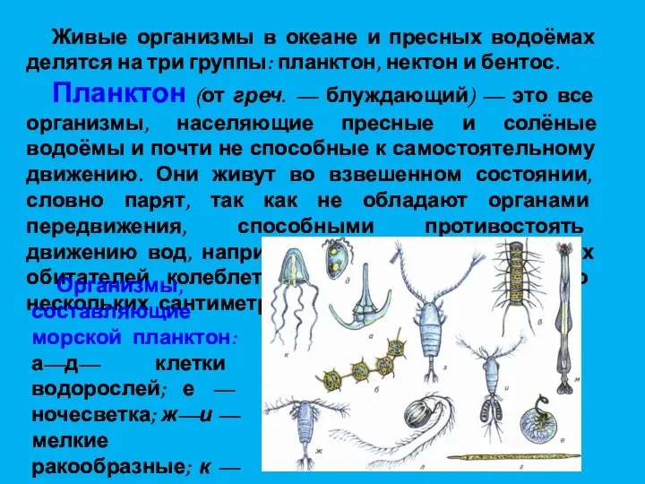 Живые организмы в океане и пресных водоёмах делятся на три группы: планктон,