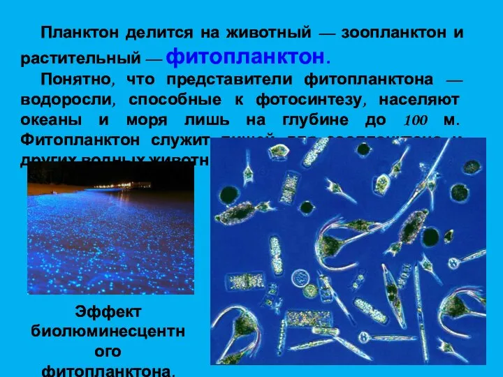 Планктон делится на животный — зоопланктон и растительный — фитопланктон. Понятно, что