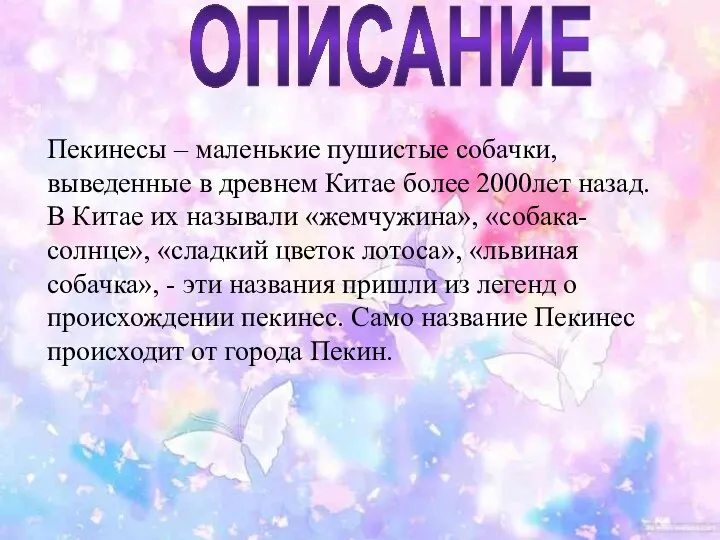 ОПИСАНИЕ Пекинесы – маленькие пушистые собачки, выведенные в древнем Китае более 2000лет