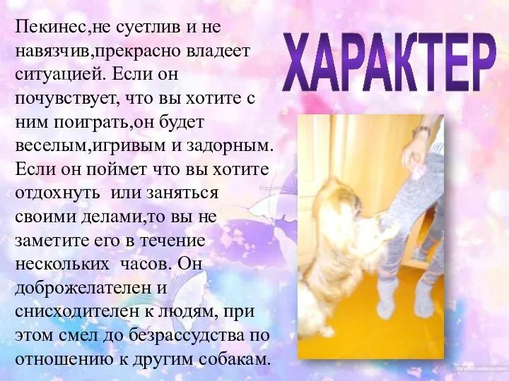 ХАРАКТЕР Пекинес,не суетлив и не навязчив,прекрасно владеет ситуацией. Если он почувствует, что