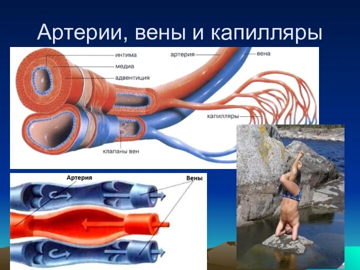 Артерии, вены и капилляры