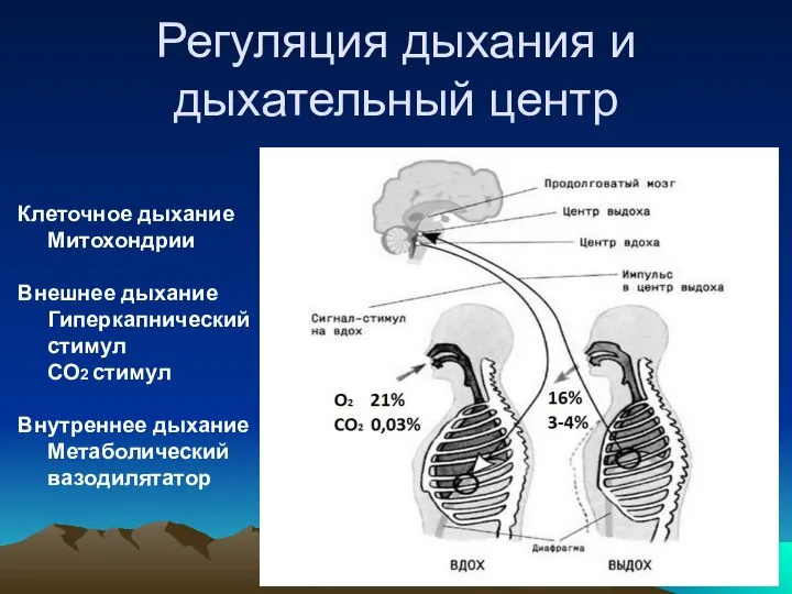 Регуляция дыхания и дыхательный центр Клеточное дыхание Митохондрии Внешнее дыхание Гиперкапнический стимул