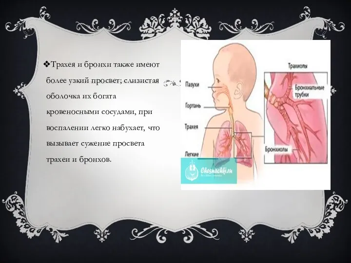 Трахея и бронхи также имеют более узкий просвет; слизистая оболочка их богата