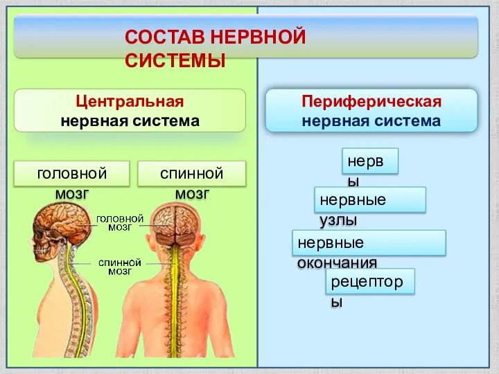 СОСТАВ НЕРВНОЙ СИСТЕМЫ Центральная нервная система головной мозг спинной мозг Периферическая нервная
