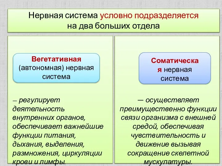 — регулирует деятельность внутренних органов, обеспечивает важнейшие функции питания, дыхания, выделения, размножения,