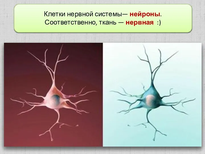 Клетки нервной системы— нейроны. Соответственно, ткань — нервная :)