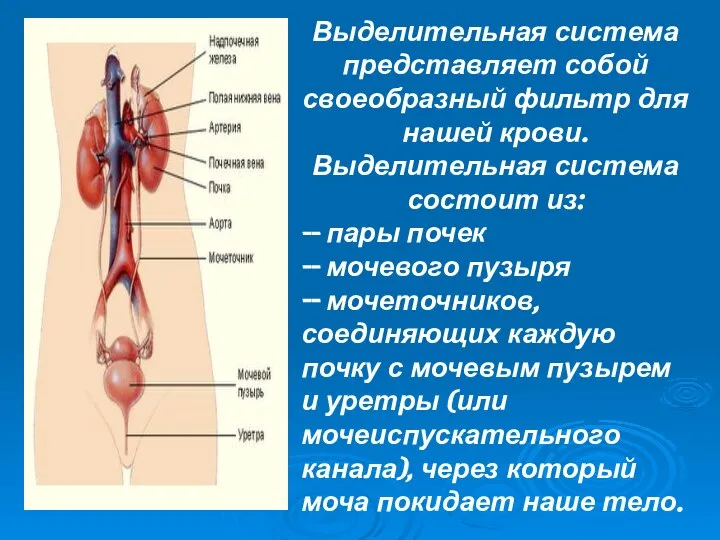 Выделительная система представляет собой своеобразный фильтр для нашей крови. Выделительная система состоит