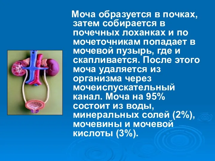 Моча образуется в почках, затем собирается в почечных лоханках и по мочеточникам