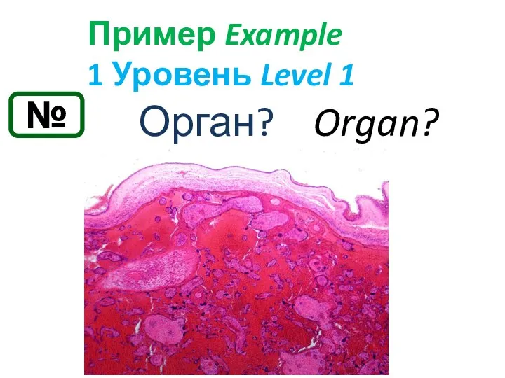 № Пример Example 1 Уровень Level 1 Орган? Organ?