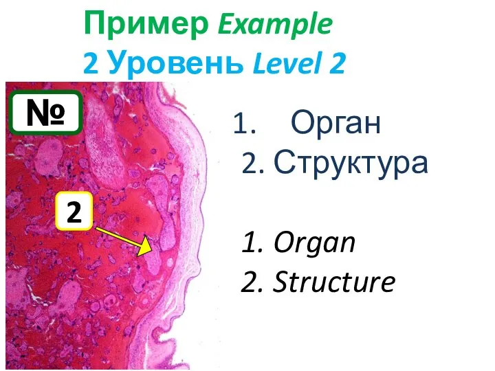 № Пример Example 2 Уровень Level 2 Орган 2. Структура 1. Organ 2. Structure 2