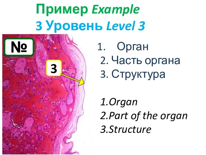 № Пример Example 3 Уровень Level 3 Орган 2. Часть органа 3.