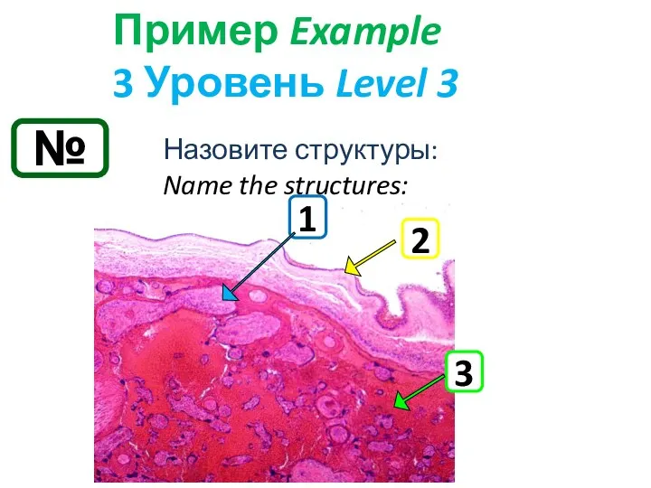 № Пример Example 3 Уровень Level 3 Назовите структуры: Name the structures: 1 2 3