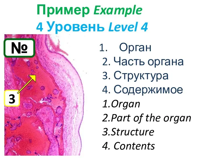 № Пример Example 4 Уровень Level 4 Орган 2. Часть органа 3.