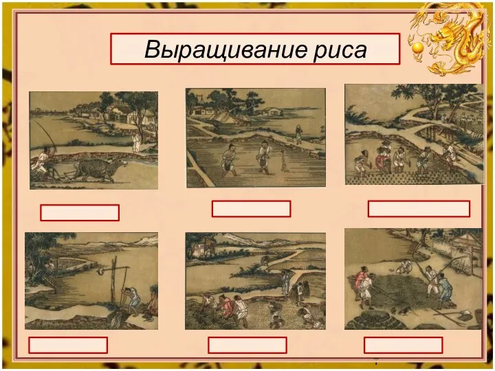 Выращивание риса Пахота Посев Посадка в грядки Поливка Сбор урожая Обмолот