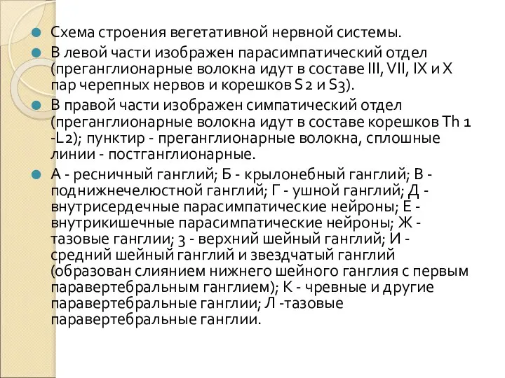 Схема строения вегетативной нервной системы. В левой части изображен парасимпатический отдел (преганглионарные