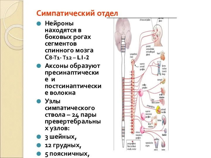 Симпатический отдел Нейроны находятся в боковых рогах сегментов спинного мозга С8-Т1- Т12