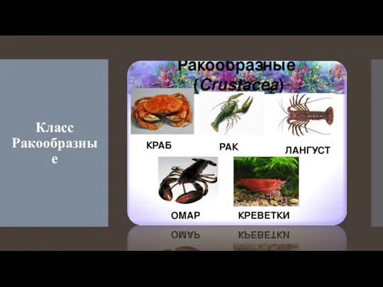 Класс Ракообразные