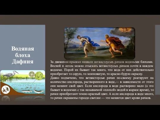 За движение-прыжки назвали ветвистоусых рачков водяными блохами. Весной и летом можно отыскать