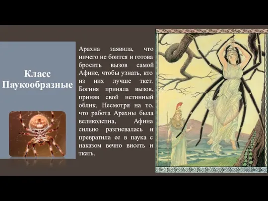 Класс Паукообразные . Арахна заявила, что ничего не боится и готова бросить