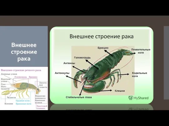 Внешнее строение рака