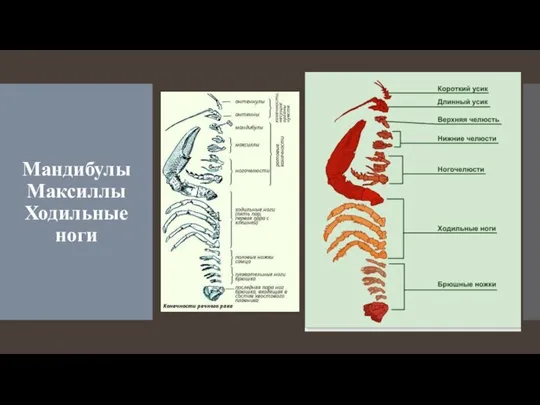 Мандибулы Максиллы Ходильные ноги