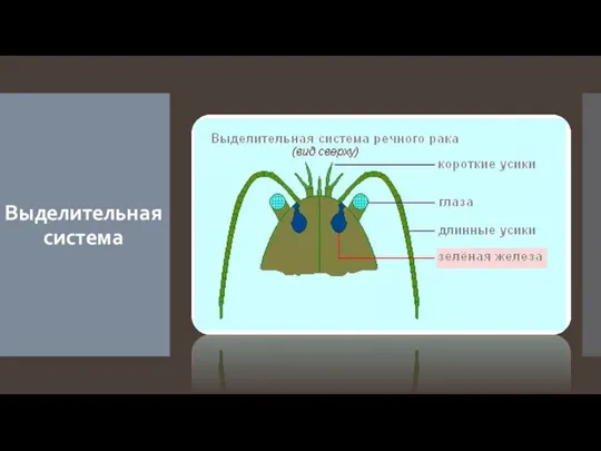 Выделительная система