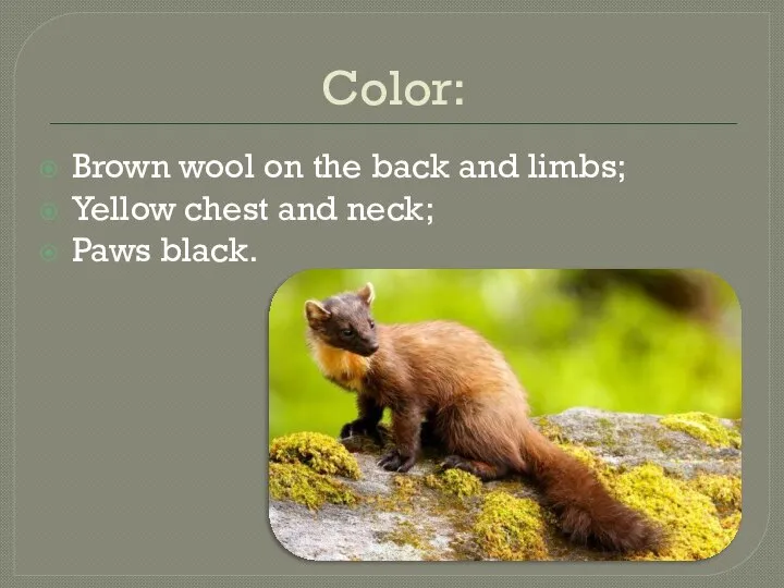 Color: Brown wool on the back and limbs; Yellow chest and neck; Paws black.