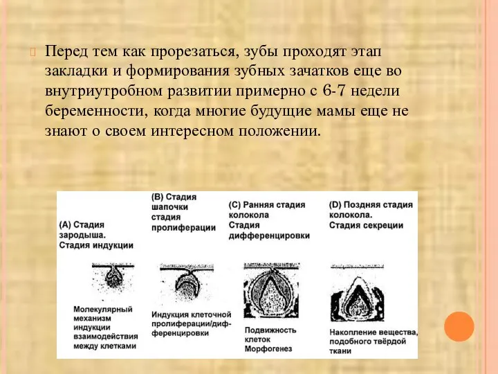 Перед тем как прорезаться, зубы проходят этап закладки и формирования зубных зачатков