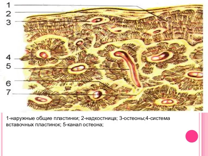 1-наружные общие пластинки; 2-надкостница; 3-остеоны;4-система вставочных пластинок; 5-канал остеона;